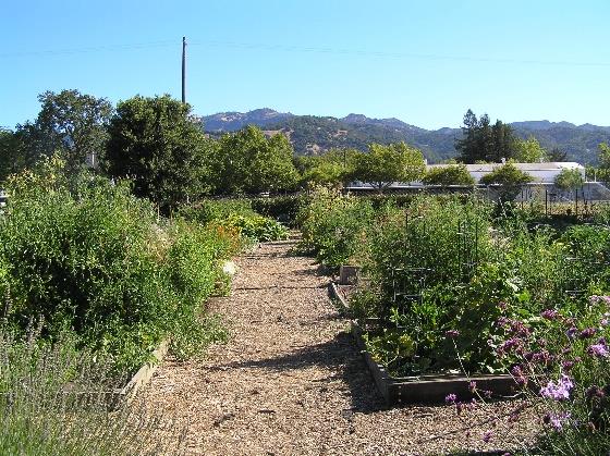 Calistoga Community Garden